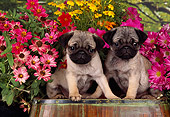 PUP 23 RK0011 06
Two Pug Puppies Sitting Together On Wooden Barrel By Flowers