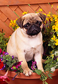 PUP 23 RK0016 08
Pug Puppy Standing In Flower Pot By Wood Lattice Fence