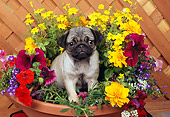 PUP 23 RK0016 13
Pug Puppy Standing In Flower Pot By Wood Lattice Fence