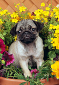 PUP 23 RK0016 14
Pug Puppy Standing In Flower Pot By Wood Lattice Fence