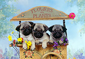 PUP 23 RK0020 08
Three Pug Puppies Sitting In Flower Cart Studio