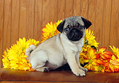 PUP 23 RK0022 03
Pug Puppy Sitting On Table With Yellow Flowers