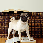 PUP 23 RS0002 01
Pug Puppy Stepping On Book