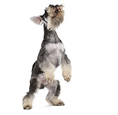 PUP 24 JE0001 01
Miniature Schnauzer Standing On Hind Legs On White Seamless