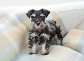 PUP 24 YT0006 01
Miniature Schnauzer Puppy Standing On Blanket