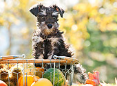 PUP 24 YT0007 01
Miniature Schnauzer Puppy Leaning On Basket Of Gourds