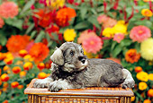 PUP 24 CE0001 01
Miniature Schnauzer Puppy Laying On Wooden Bench By Flowers