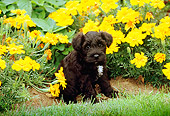 PUP 24 CE0002 01
Miniature Schnauzer Puppy Sitting By Flowers Grass
