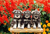 PUP 24 CE0003 01
Three Miniature Schnauzer Puppies Sitting On Bench By Flowers