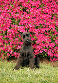 PUP 24 CE0004 01
Standard Schnauzer Puppy Sitting On Grass By Pink Flowers