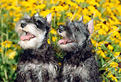 PUP 24 CE0005 01
Two Miniature Schnauzer Puppies Sitting By Yellow Flowers