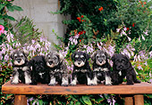 PUP 24 CE0006 01
Six Miniature Schnauzer Puppies Sitting On Bench By Purple Flowers