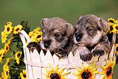 PUP 24 RK0002 15
Two Miniature Schnauzer Puppies Sitting In White Basket By Yellow Flowers