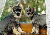 PUP 24 RK0003 03
Two Miniature Schnauzer Puppies Sitting In Window With Lace Curtains