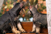 PUP 24 RK0003 11
Two Miniature Schnauzer Puppies Sitting In Window With Lace Curtains