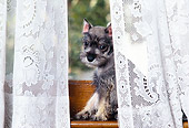 PUP 24 RK0004 02
Miniature Schnauzer Puppy Sitting In Window Behind Lace Curtain