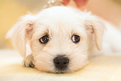 PUP 24 YT0001 01
Head Shot Of Miniature Schnauzer Laying On Cushion