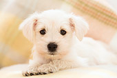 PUP 24 YT0002 01
Miniature Schnauzer Laying On Cushion