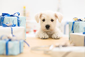 PUP 24 YT0003 01
Miniature Schnauzer Puppy Standing At Coffee Table With Presents