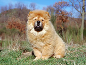 PUP 25 CB0001 01
Chow Chow Puppy Sitting On Grass