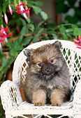 PUP 25 CE0003 01
Chow Chow Puppy Sitting In White Wicker Chair