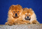 PUP 25 GR0003 02
Head Shot Of Two Chow Chow Puppies On Log Blue Background