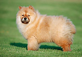 PUP 25 GR0009 01
Chow Chow Puppy Standing In Grass Field Profile