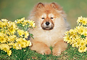 PUP 25 GR0010 01
Chow Chow Puppy Laying On Grass With Yellow Daisies