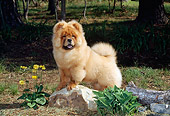 PUP 25 CE0001 01
Chow Chow Puppy Standing On Rock By Log Flowers Trees
