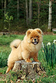PUP 25 CE0002 01
Chow Chow Puppy Standing On Tree Stump By Daffodils