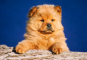 PUP 25 GR0002 01
Head Shot Of Chow Chow Puppy On Log Blue Background