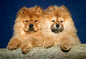PUP 25 GR0003 01
Head Shot Of Two Chow Chow Puppies On Log Blue Background