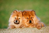 PUP 25 GR0008 01
Two Chow Chow Puppies Sitting Behind Log