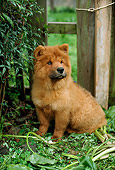 PUP 25 RC0001 01
Portrait Of Chow Chow Puppy Sitting By Fence In Garden