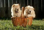 PUP 25 RC0002 01
Portrait Of Two Chow Chow Puppies Sitting In Basket In Garden
