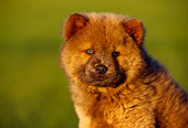 PUP 25 RK0001 05
Head Shot Of Chow Chow Green Background