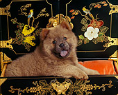 PUP 25 RK0002 05
Chow Chow Puppy Sitting In Black Oriental Chest