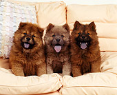 PUP 25 RK0004 08
Three Chow Chow Puppies Sitting On Couch