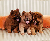 PUP 25 RK0005 01
Three Chow Chow Puppies Sitting On Couch