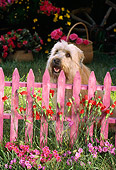 PUP 26 RC0001 01
Head Shot Of Sheepdog Mix Puppy Sitting Behind Pink Picket Fence By Flowers