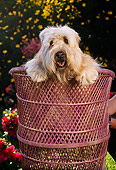 PUP 26 RC0002 01
Head Shot Of Bearded Collie Puppy Leaning Over Back Of Rattan Chair By Flowers