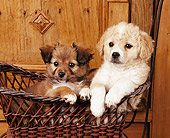 PUP 26 RK0001 06
Mixed-Breed Puppies Sitting In Wicker Basket By Cabinet