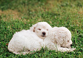 PUP 27 AB0001 01
Two Bichon Bolognese Puppies Sleeping On Grass