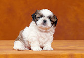 PUP 27 CB0001 01
Shih Tzu Puppy Sitting In Orange Studio