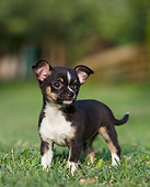 PUP 27 CB0004 01
Chihuahua Puppy Standing On Grass