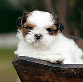 PUP 27 CB0006 01
Close-Up Of Shih Tzu Puppy Sitting In Planter Box