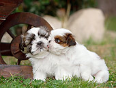 PUP 27 CB0007 01
Two Shih Tzu Puppies Kissing On Grass By Wooden Wheel