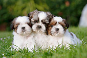PUP 27 CB0008 01
Three Shih Tzu Puppies Sitting On Grass