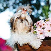 PUP 27 CB0009 01
Shih Tzu Puppy Sitting In Planter Box With Pink Flowers