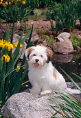 PUP 27 CE0070 01
Lhasa Apso Puppy Sitting On Rock By Pond